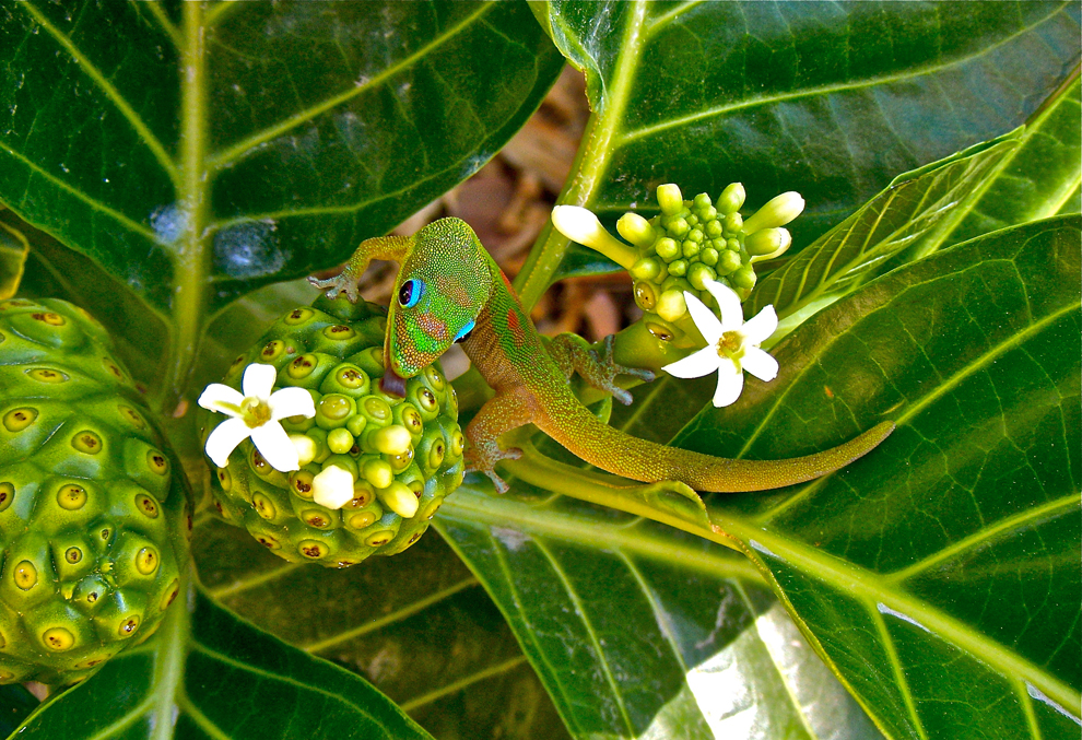 Noni Nectar For Green Gecko